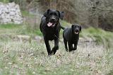 LABRADOR 887